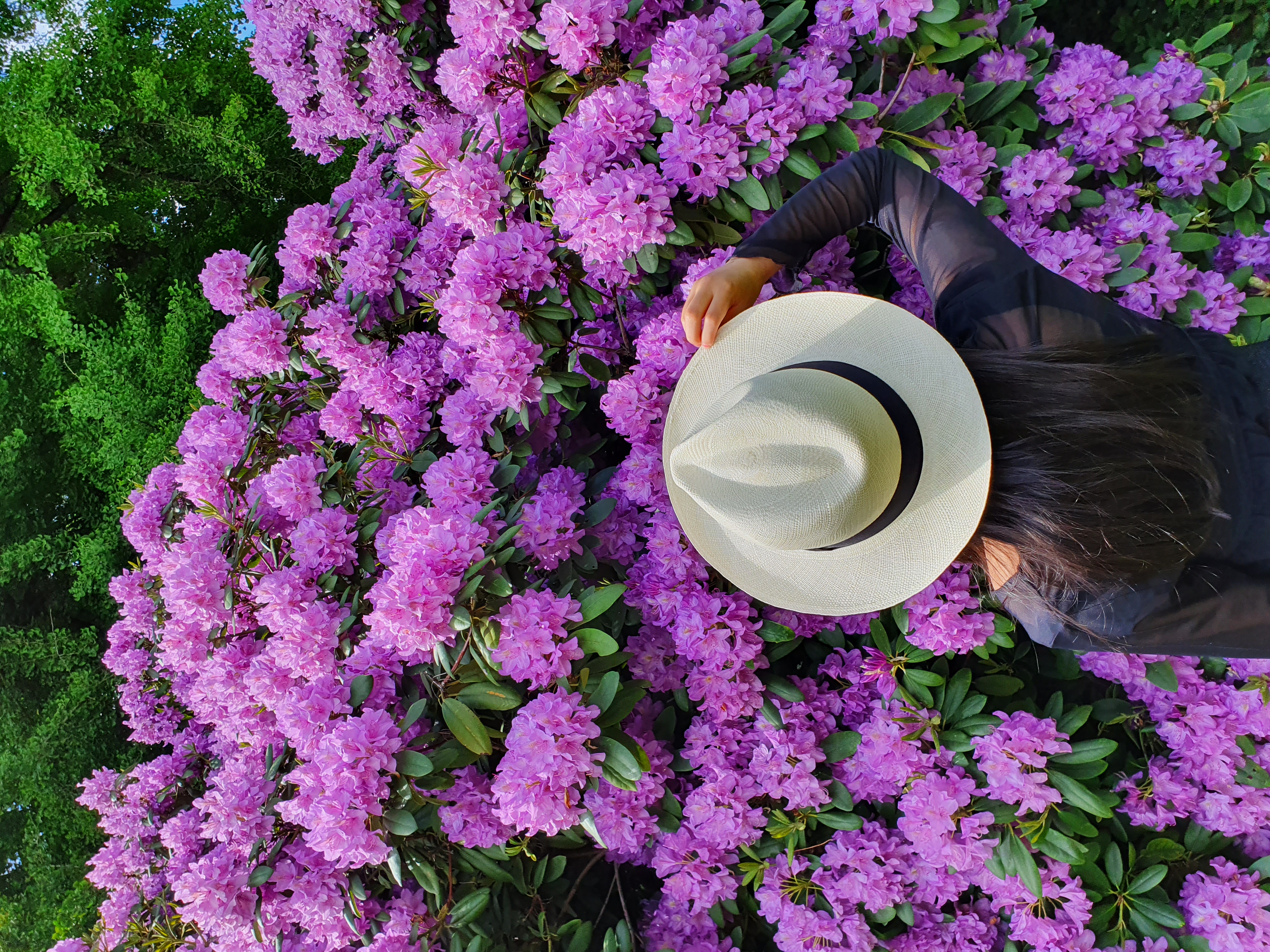 Chapeau Panama élégant